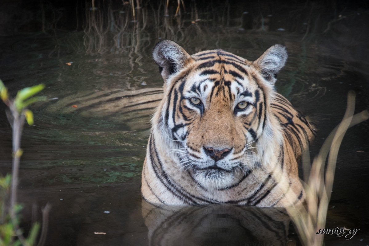#tiger, #cubs, #safaris, #wildlife, #india, #nationalpark, #nationalanimal, #ranthambore, #india, #nature, #photography, #travel, #travelphotography, #wildlifephotography