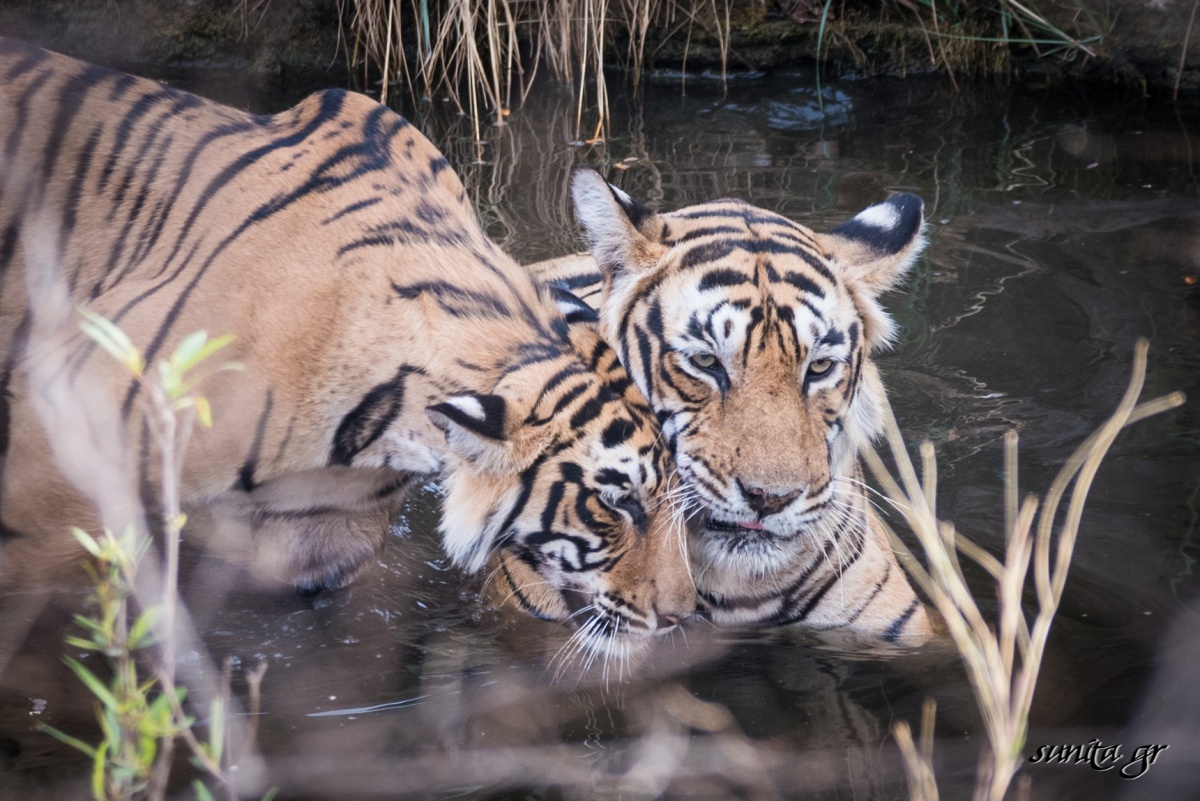 #tiger, #cubs, #safaris, #wildlife, #india, #nationalpark, #nationalanimal, #ranthambore, #india, #nature, #photography, #travel, #travelphotography, #wildlifephotography