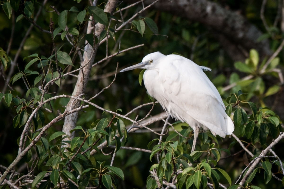 #birds #birdsphotography, #sunderbans #india #travel #nature #wildlife #forests #mangroves
